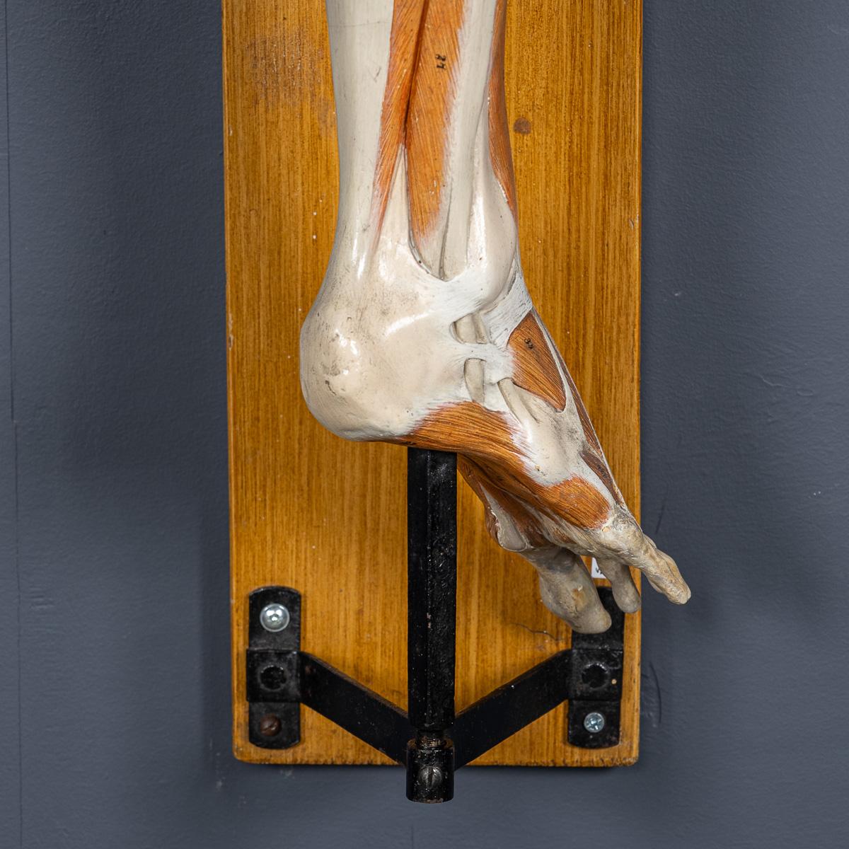 Modèle humain anatomique du 19ème siècle, par Bock Steger, Leipzig, vers 1890 en vente 9