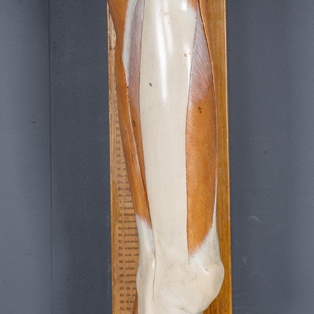 Modèle humain anatomique du 19ème siècle, par Bock Steger, Leipzig, vers 1890 en vente 11