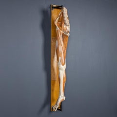 Antique 19th Century Human Anatomical Leg Model, By Bock Steger, Leipzig c.1890