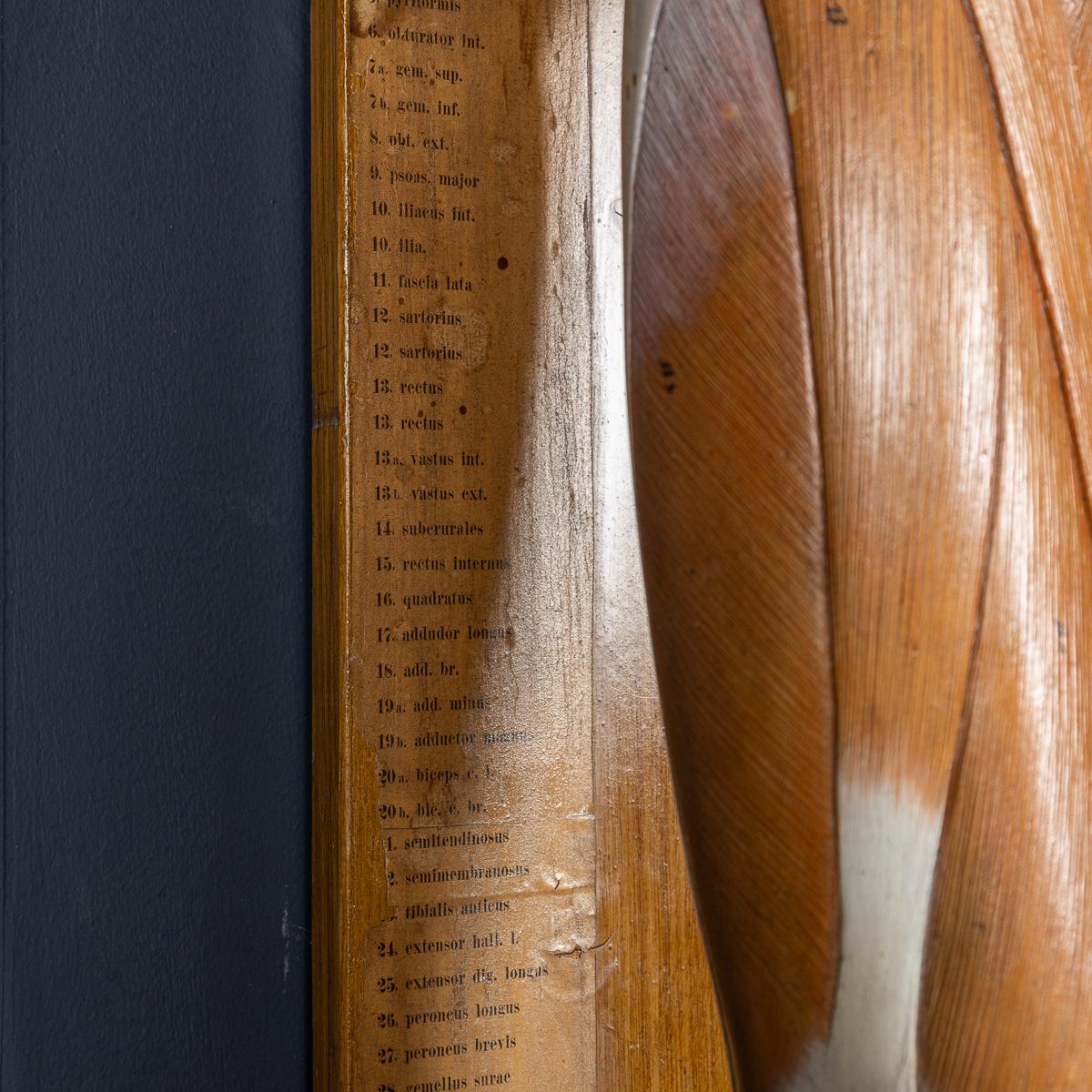 20ième siècle Modèle humain anatomique du 19ème siècle, par Bock Steger, Leipzig, vers 1890 en vente