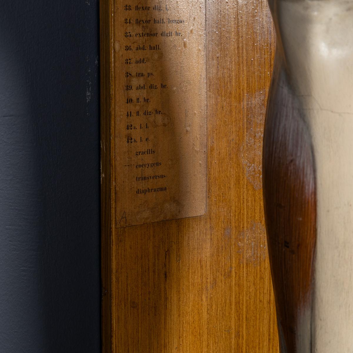 Modèle humain anatomique du 19ème siècle, par Bock Steger, Leipzig, vers 1890 en vente 2
