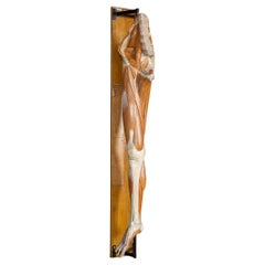 Antique 19th Century Human Anatomical Leg Model, By Bock Steger, Leipzig c.1890