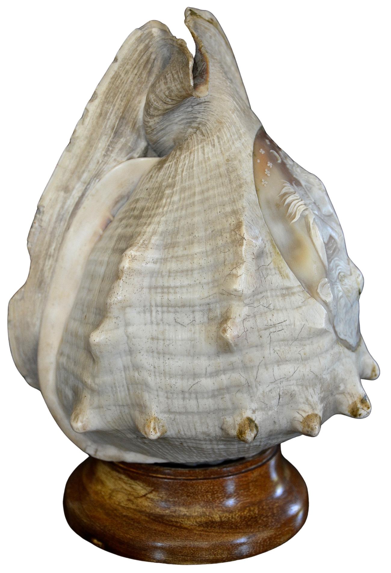 Antique 19th Century Italian Carved Cameo Conch Shell In Good Condition For Sale In Los Angeles, CA