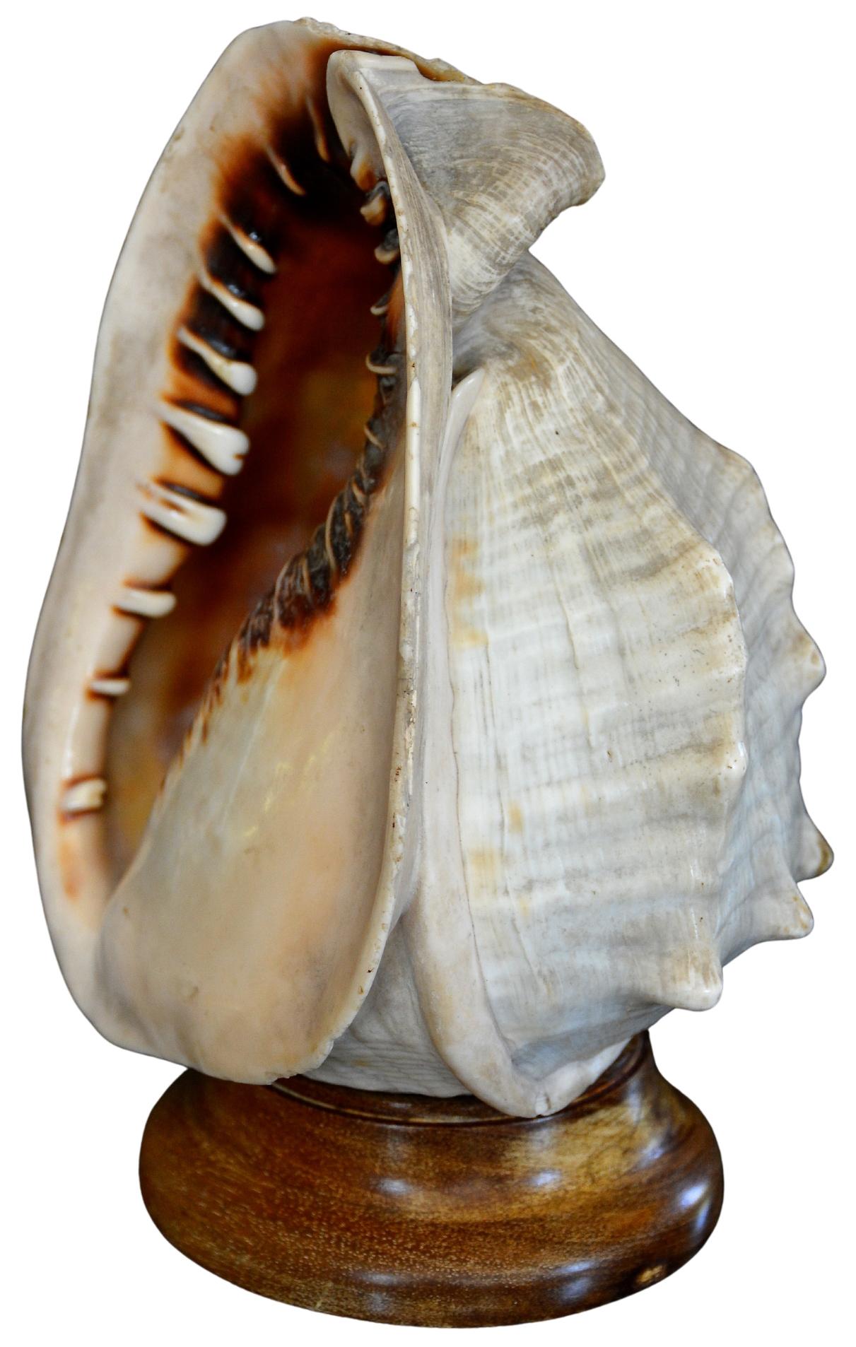 Antique 19th Century Italian Carved Cameo Conch Shell For Sale 1