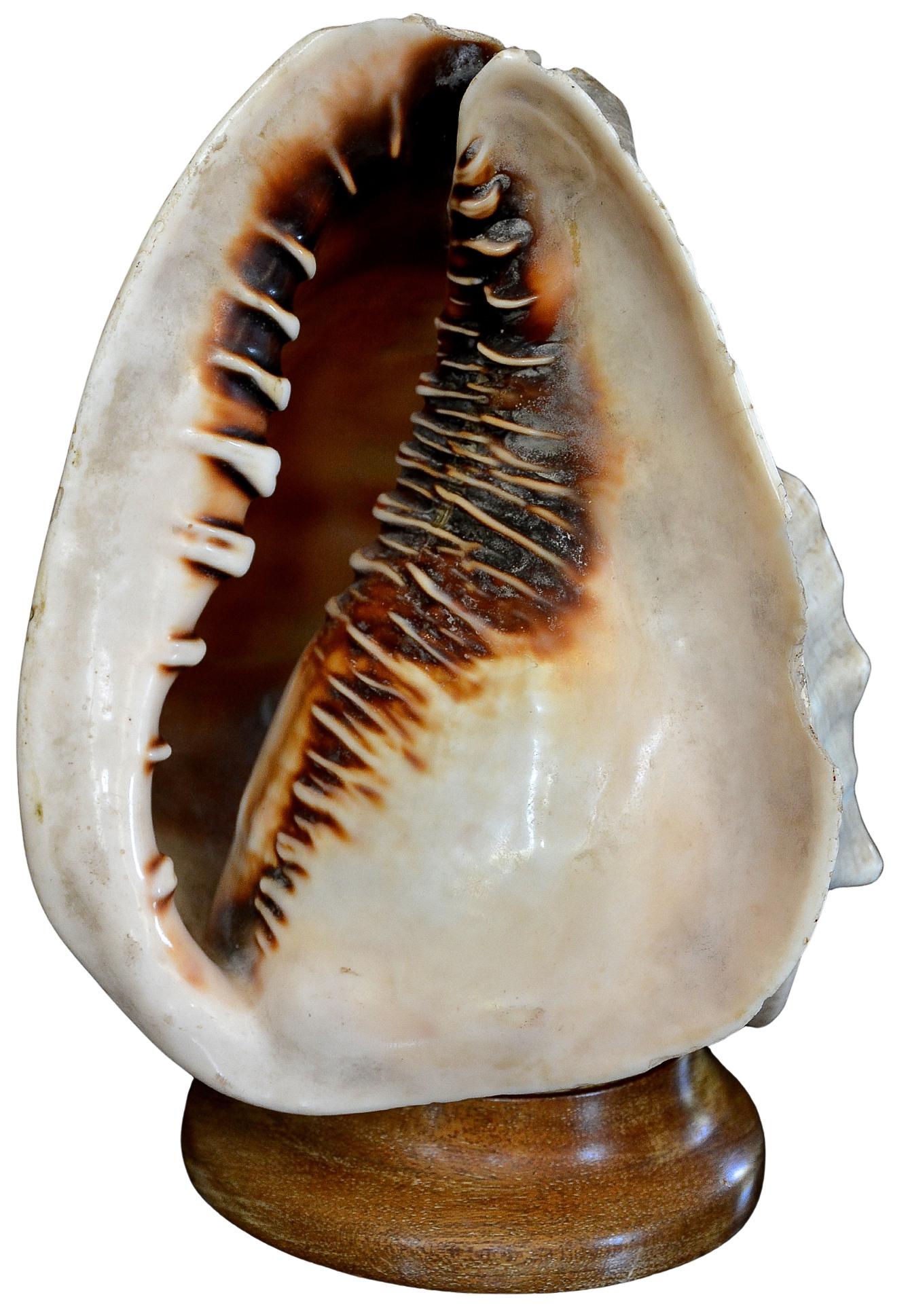 Antique 19th Century Italian Carved Cameo Conch Shell For Sale 2
