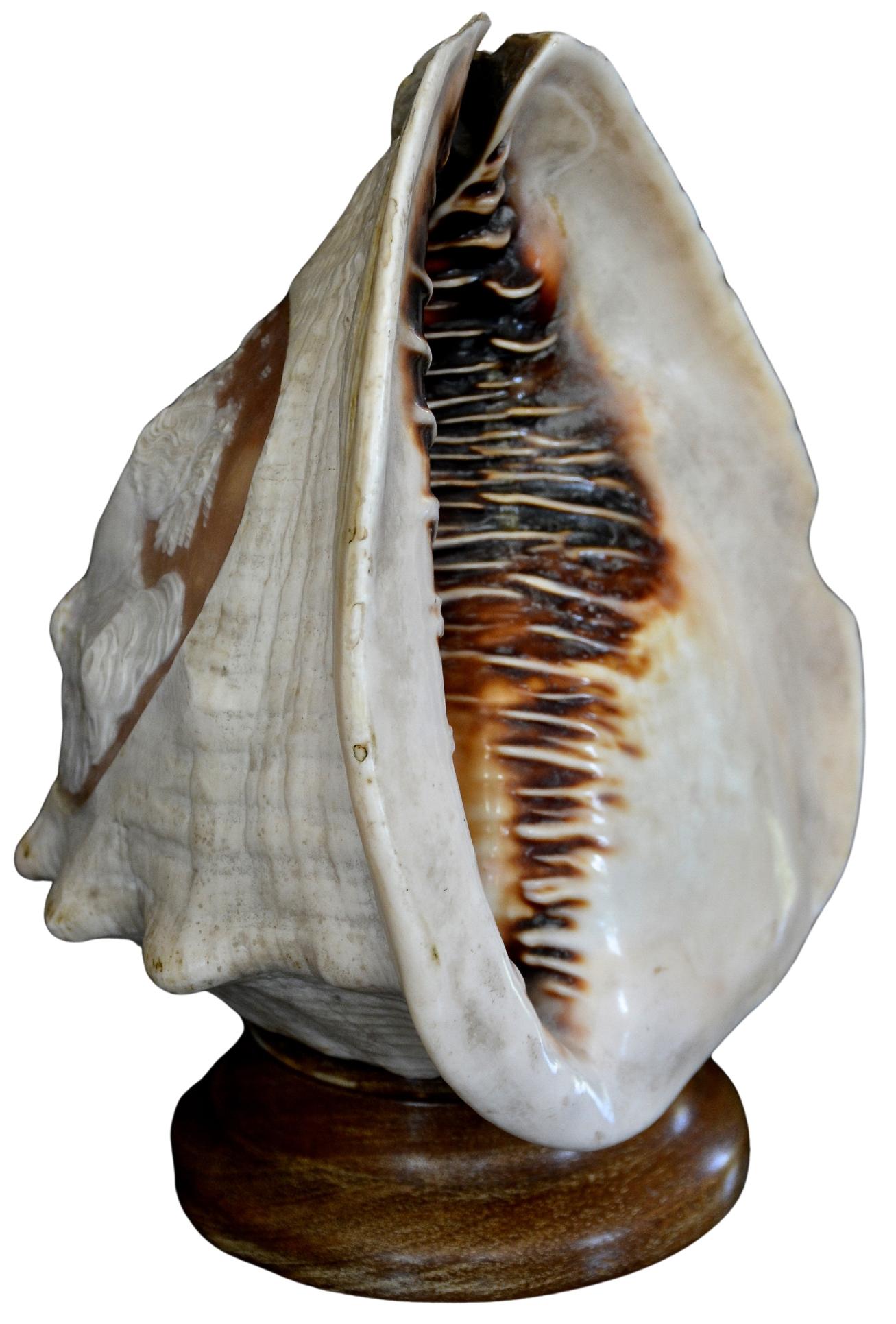 Antique 19th Century Italian Carved Cameo Conch Shell For Sale 3