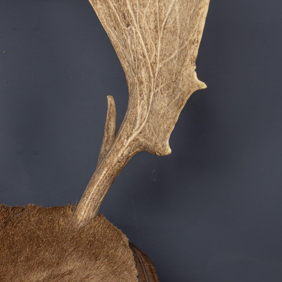 Antikes österreichisches Paar Hallenstühle aus Hirschgeweih des 20. Jahrhunderts, um 1900 im Angebot 9