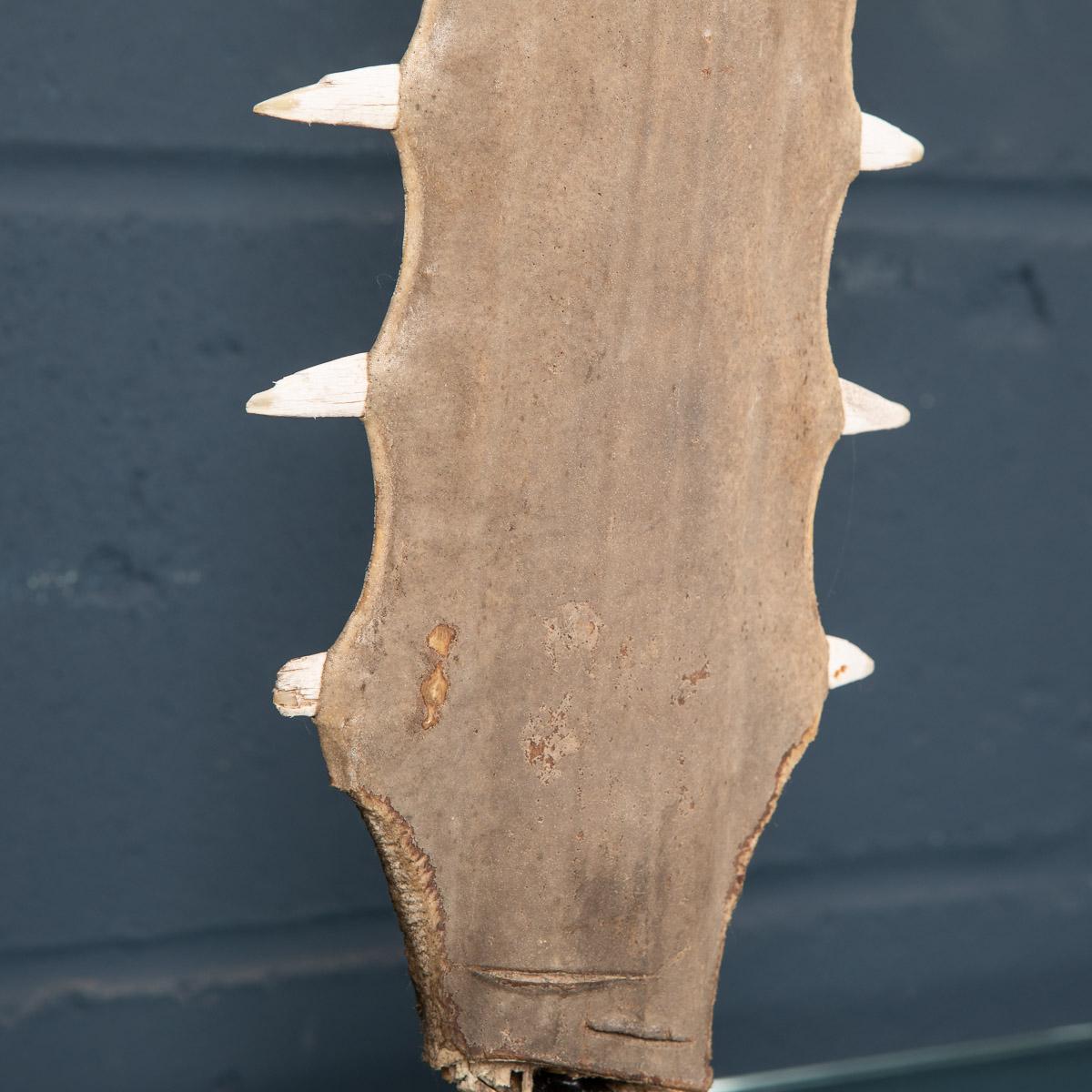 Antique 20th Century Edwardian Mounted Sawfish Rostrum, circa 1900 6
