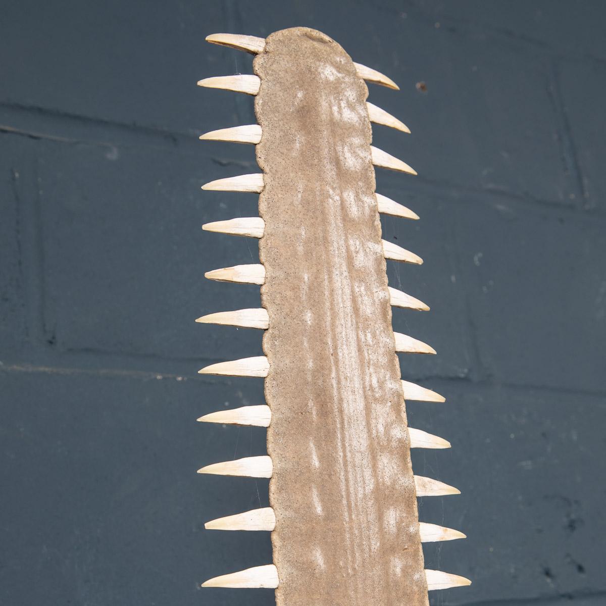 Antique 20th Century Edwardian Mounted Sawfish Rostrum, circa 1900 7