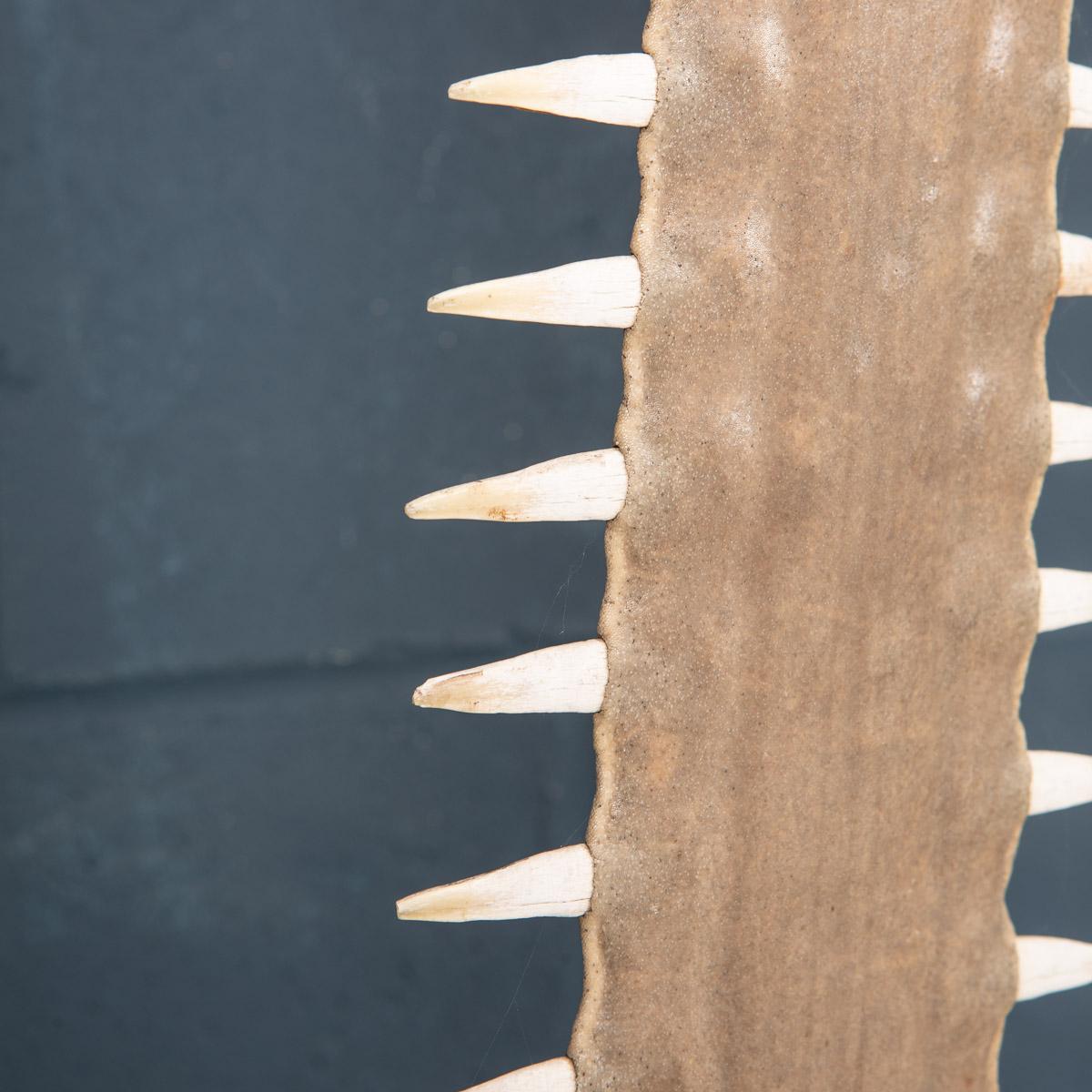 Antique 20th Century Edwardian Mounted Sawfish Rostrum, circa 1900 8