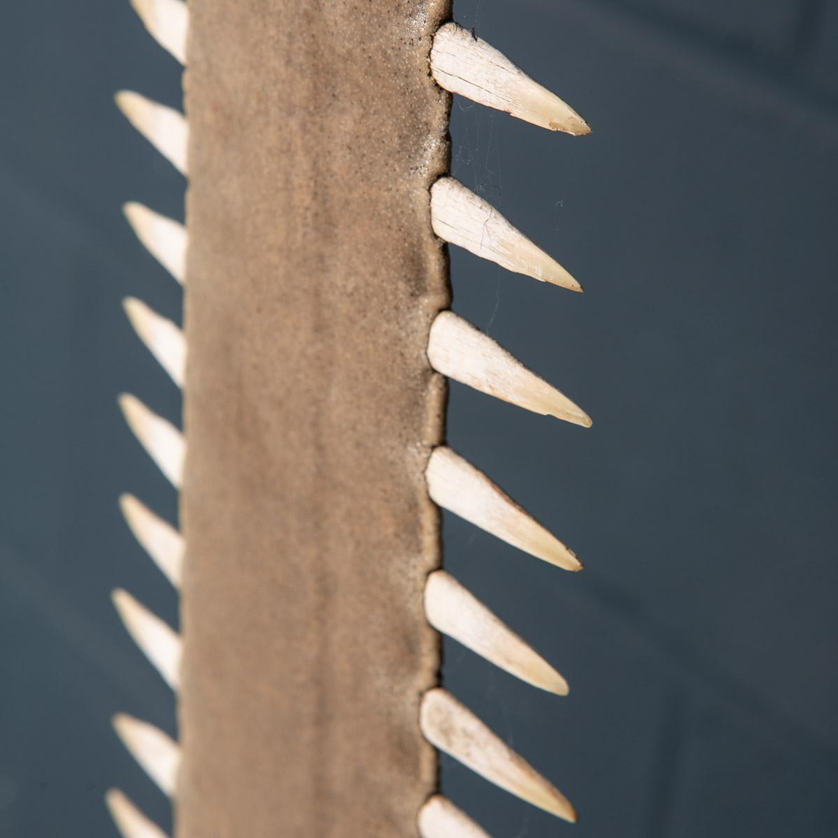 Antique 20th Century Edwardian Mounted Sawfish Rostrum, circa 1900 9