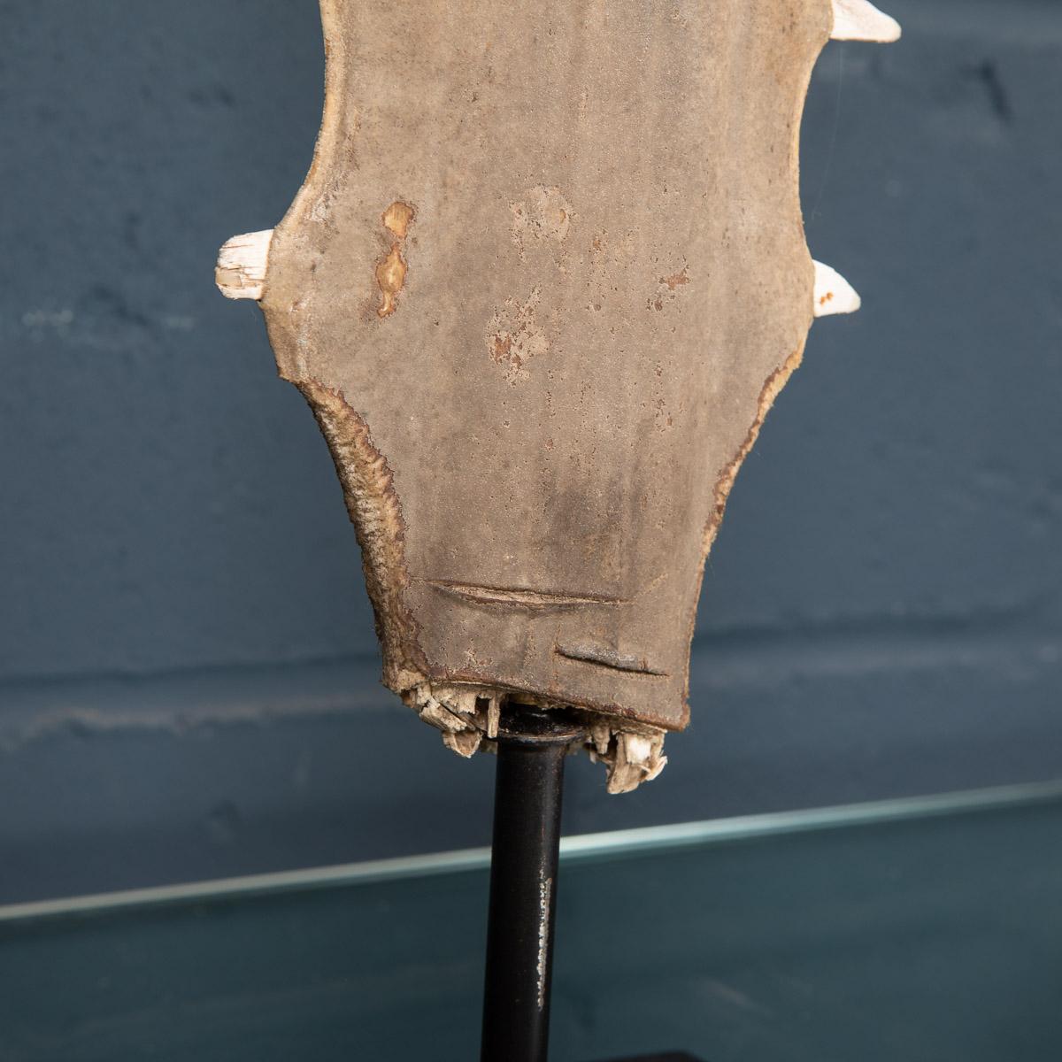 Antique 20th Century Edwardian Mounted Sawfish Rostrum, circa 1900 10