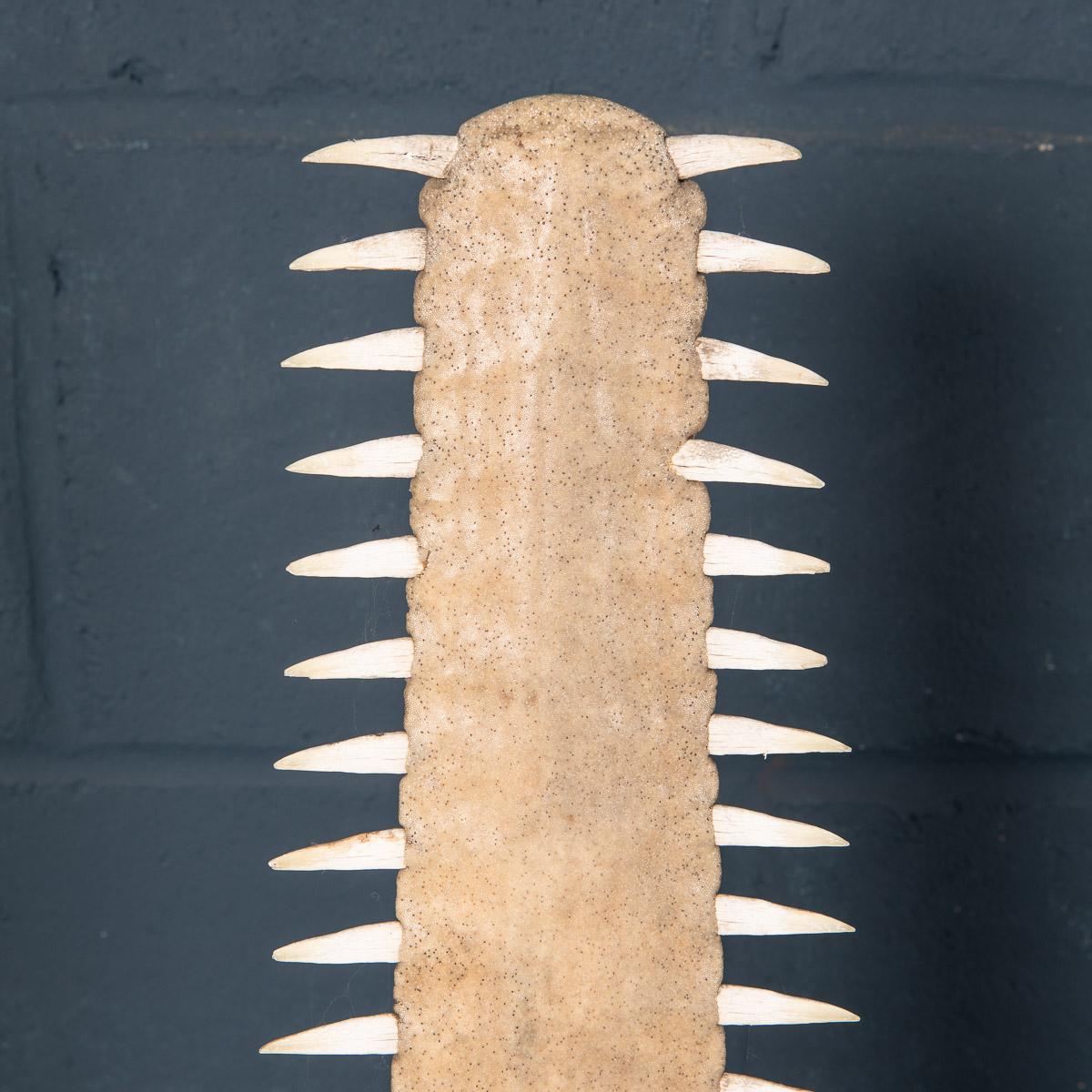 Antique 20th Century Edwardian Mounted Sawfish Rostrum, circa 1900 11