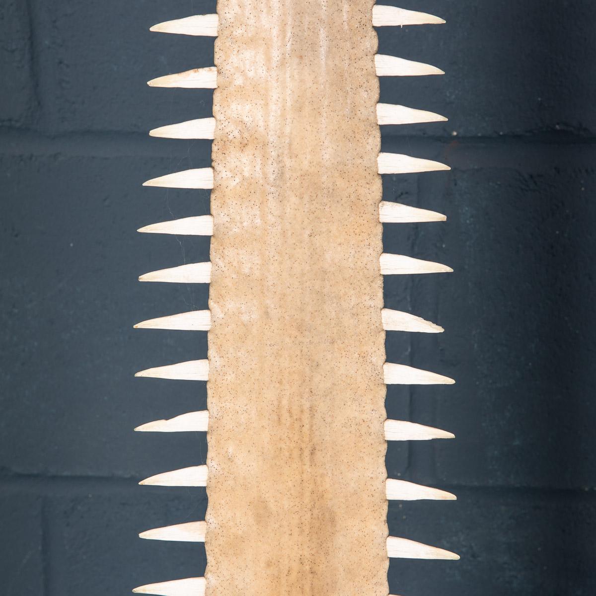 Antique 20th Century Edwardian Mounted Sawfish Rostrum, circa 1900 12