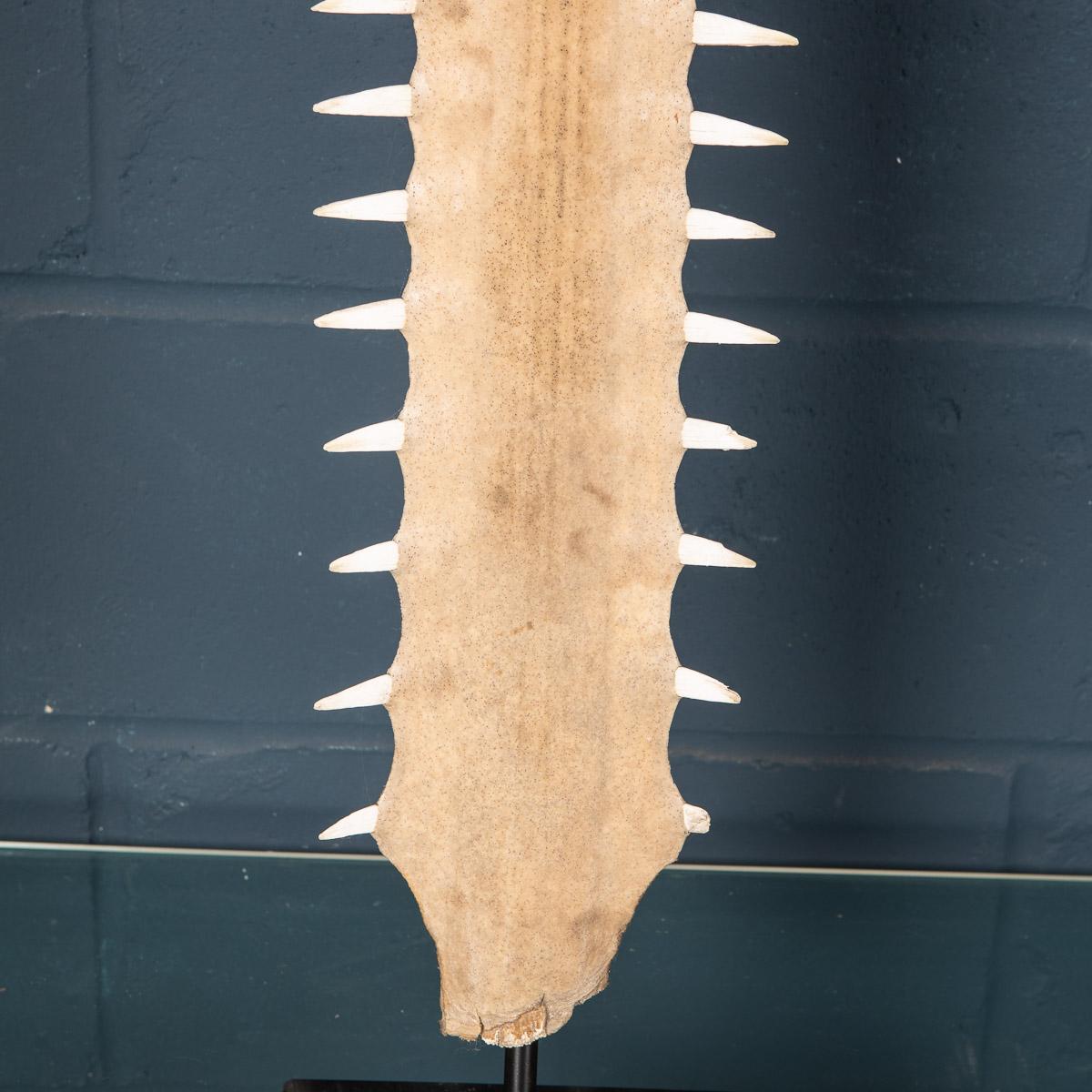 Antique 20th Century Edwardian Mounted Sawfish Rostrum, circa 1900 13