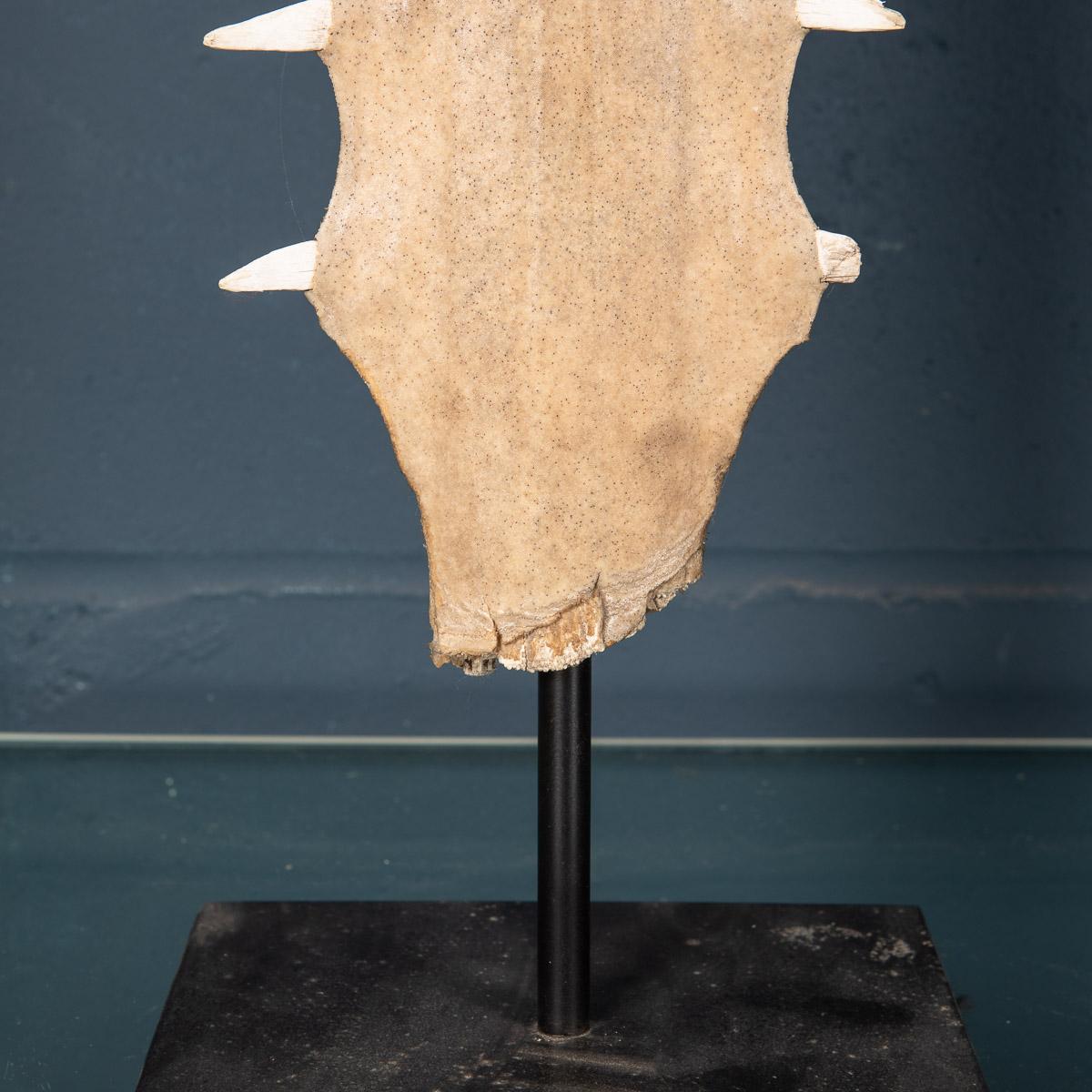 Antique 20th Century Edwardian Mounted Sawfish Rostrum, circa 1900 14