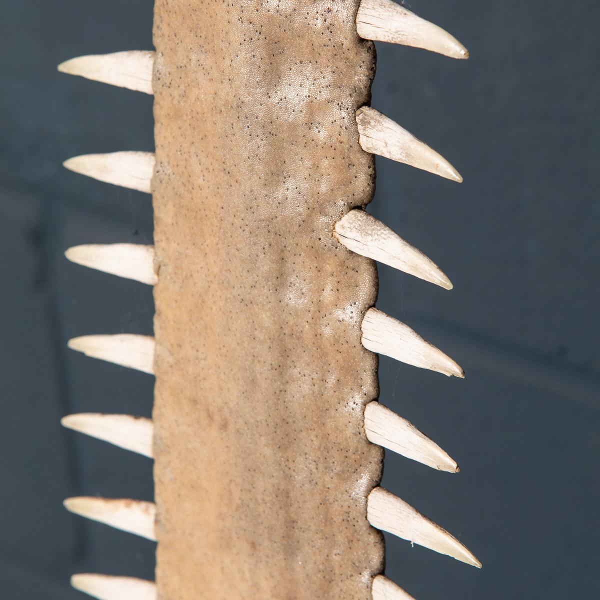 Antique 20th Century Edwardian Mounted Sawfish Rostrum, circa 1900 15
