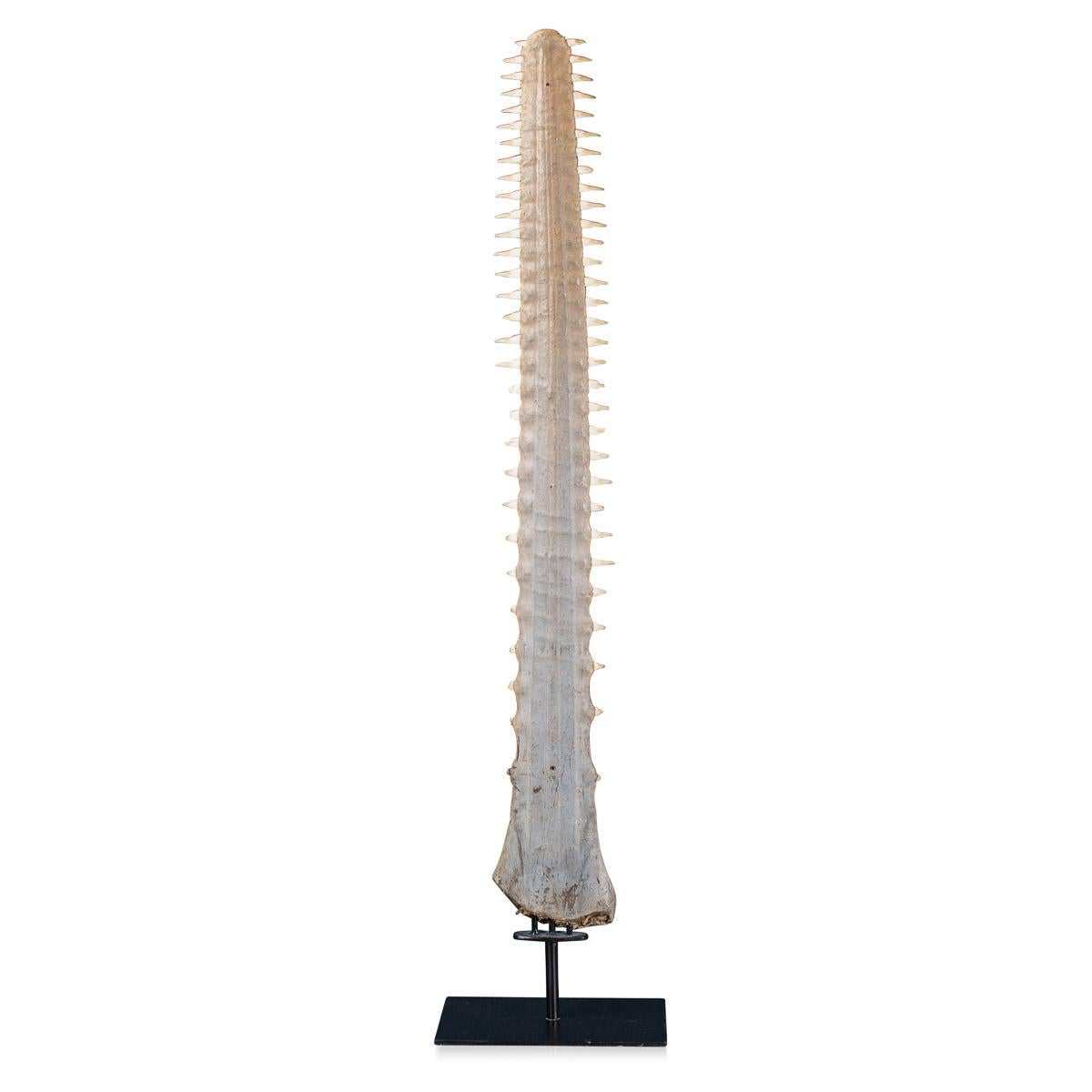 Stunning and larger than average sawfish rostrum or bill in fantastic condition, circa 1900, on a custom made stand. To be sold with an Article 10 Cites certificate.
 
Condition:

Exceptionally good condition, some teeth have small chips but all