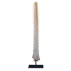 Antique 20th Century Edwardian Mounted Sawfish Rostrum, circa 1900