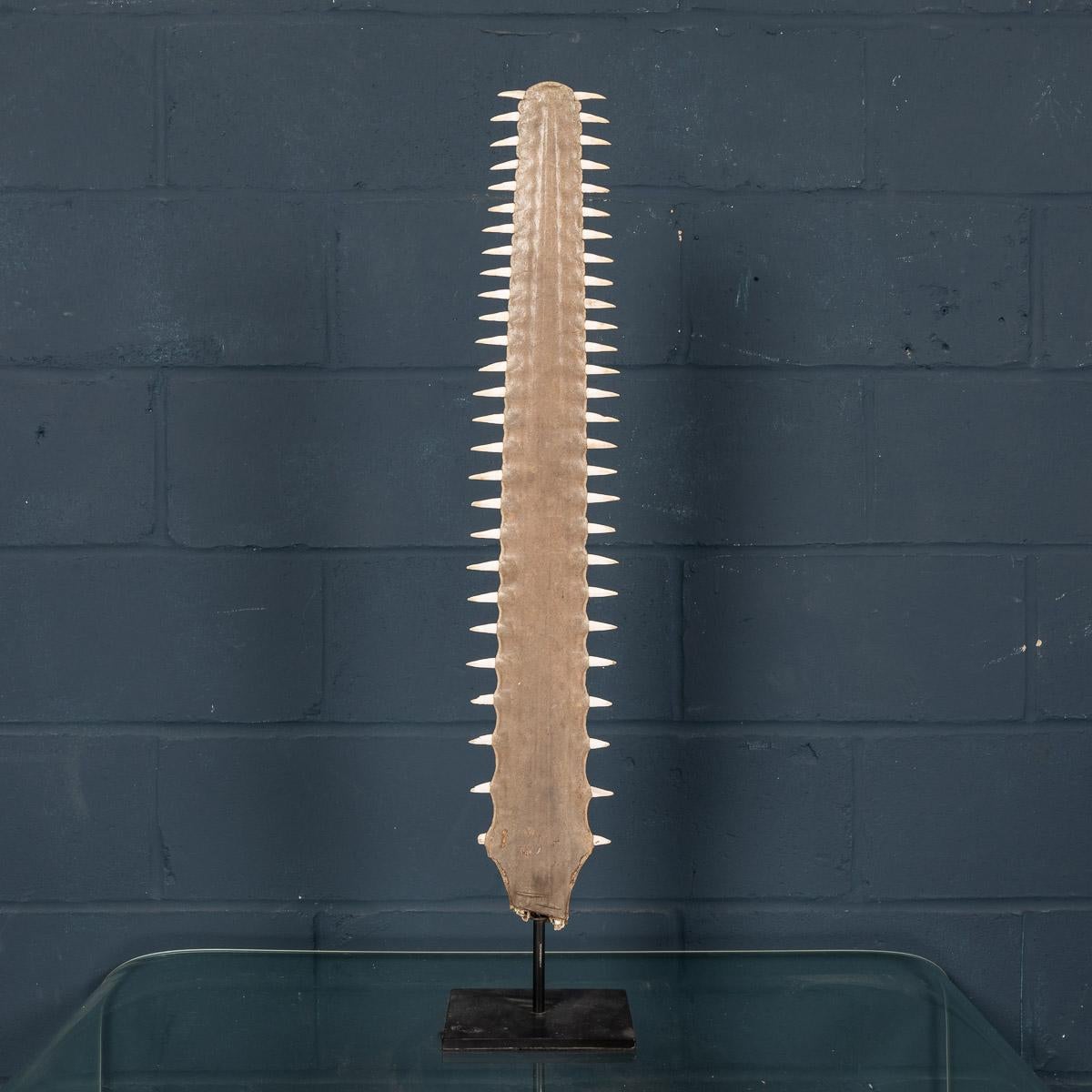 Stunning sawfish rostrum or bill in fantastic condition, circa 1900, on a custom made stand. To be sold with an Article 10 Cites certificate no. 559058/02

Condition

In good condition - exceptionally good condition, some teeth have small chips