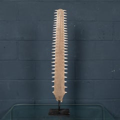 Antico rostro a forma di pesce sega montato del XX secolo, circa 1900