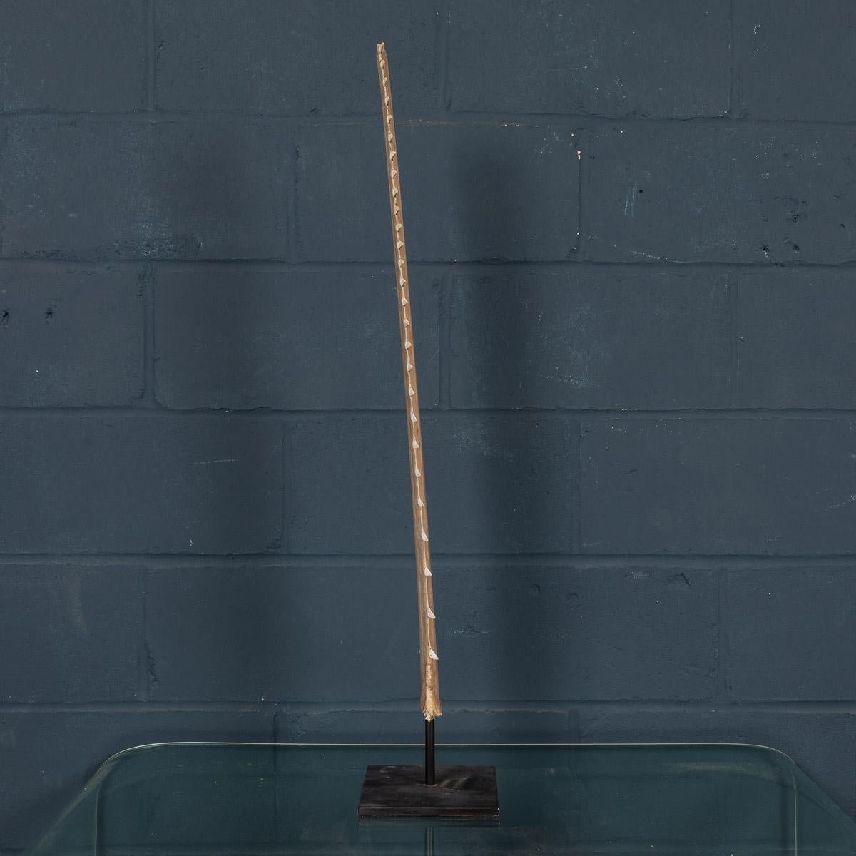 Bone Antique 20th Century Edwardian Mounted Sawfish Rostrum, circa 1900