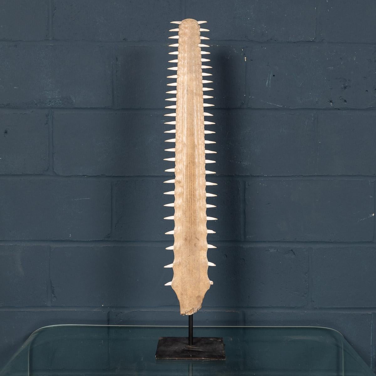 Antique 20th Century Edwardian Mounted Sawfish Rostrum, circa 1900 1