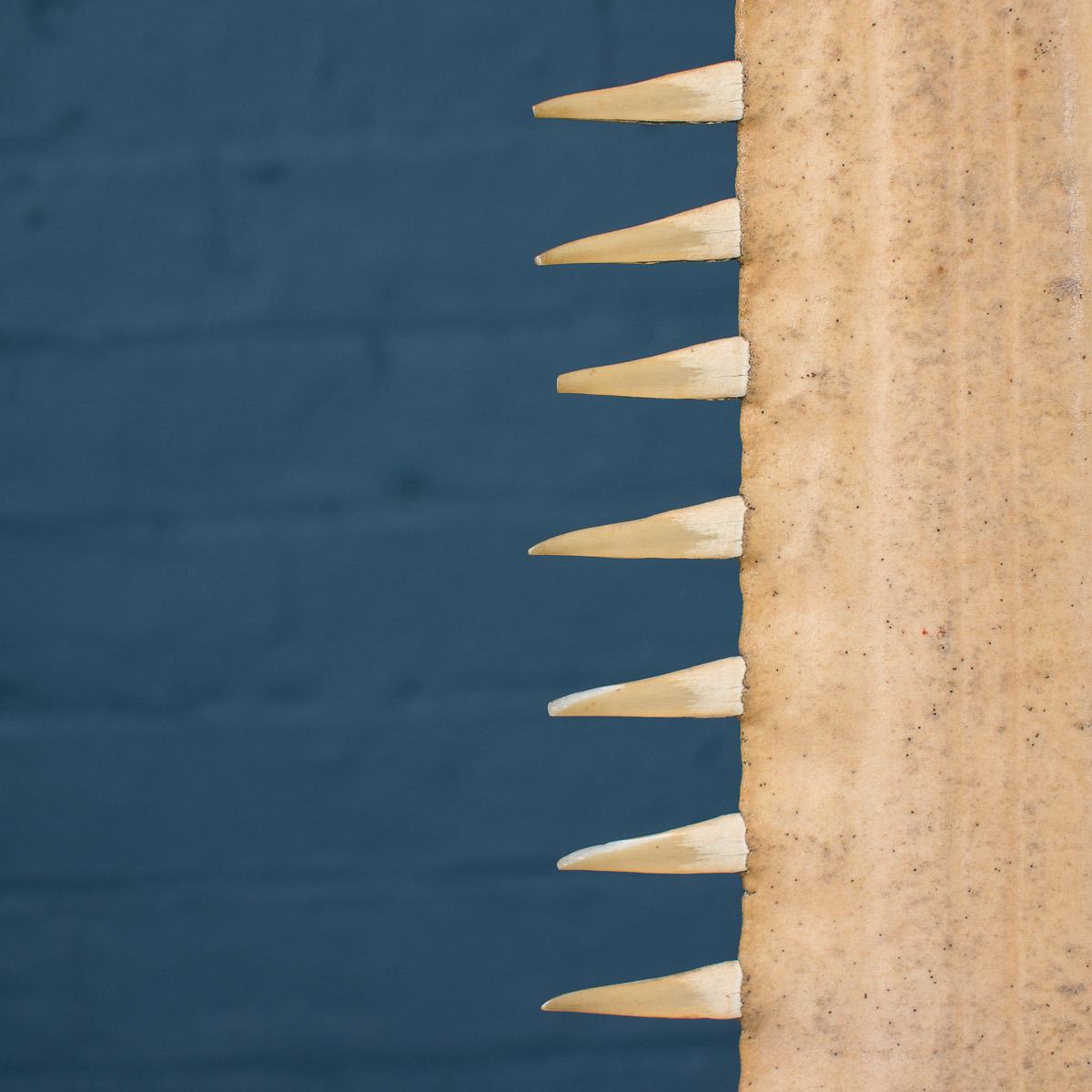 Antique 20th Century Edwardian Mounted Sawfish Rostrum, circa 1900 In Excellent Condition In Royal Tunbridge Wells, Kent