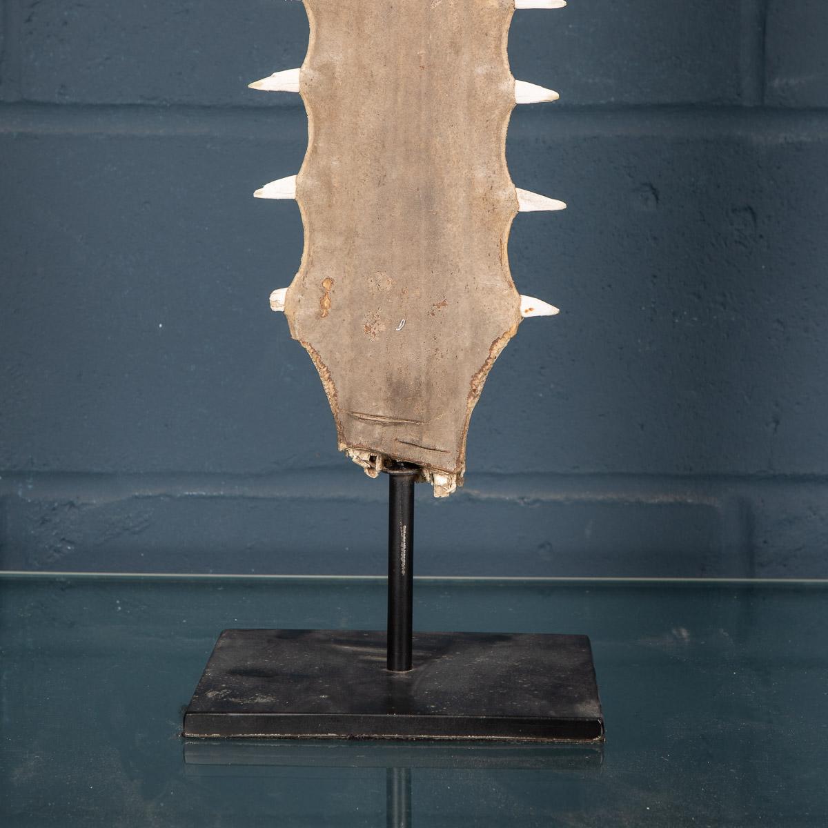 Antique 20th Century Edwardian Mounted Sawfish Rostrum, circa 1900 3