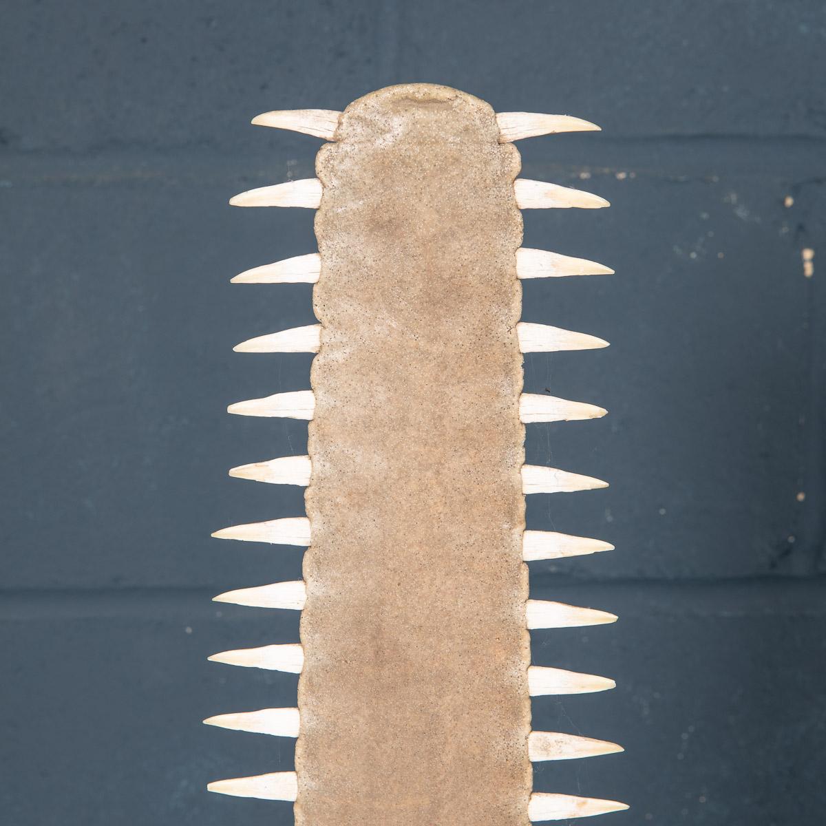 Antique 20th Century Edwardian Mounted Sawfish Rostrum, circa 1900 4