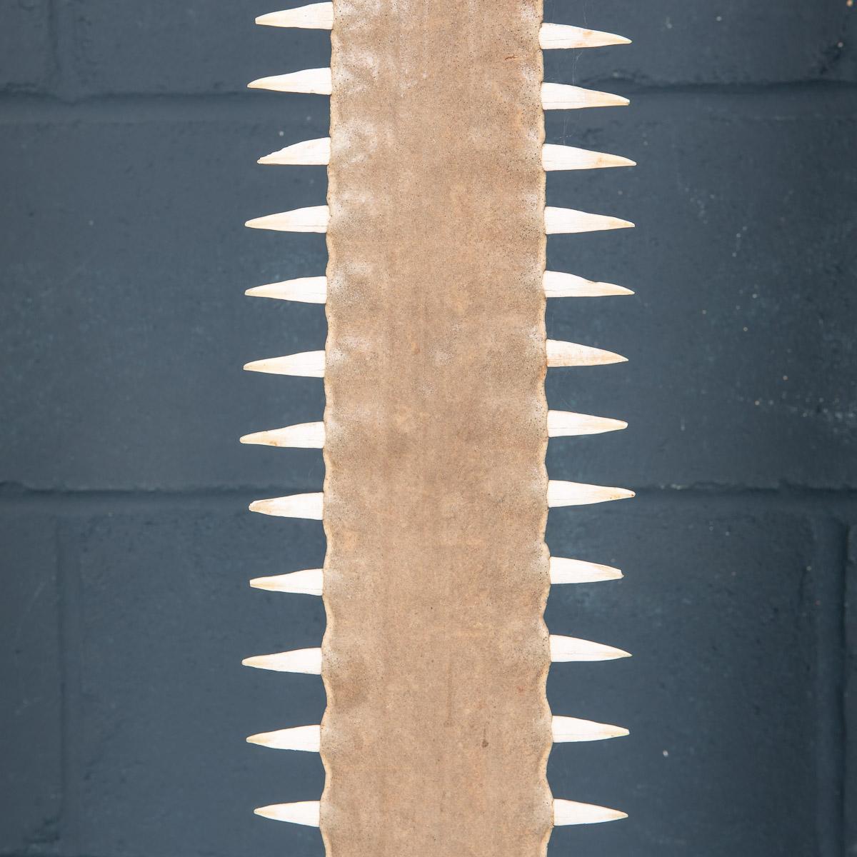 Antique 20th Century Edwardian Mounted Sawfish Rostrum, circa 1900 5