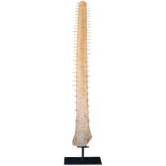 Antique 20th Century Edwardian Mounted Sawfish Rostrum, circa 1900