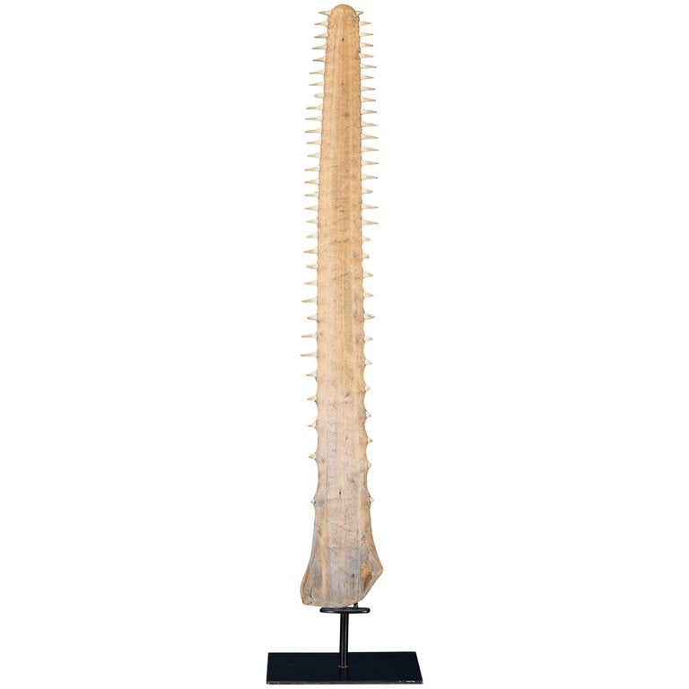 Medieval Rostrum Antique 20th Century Edwardian Mounted Sawfish Rostrum, circa 1900 at ...