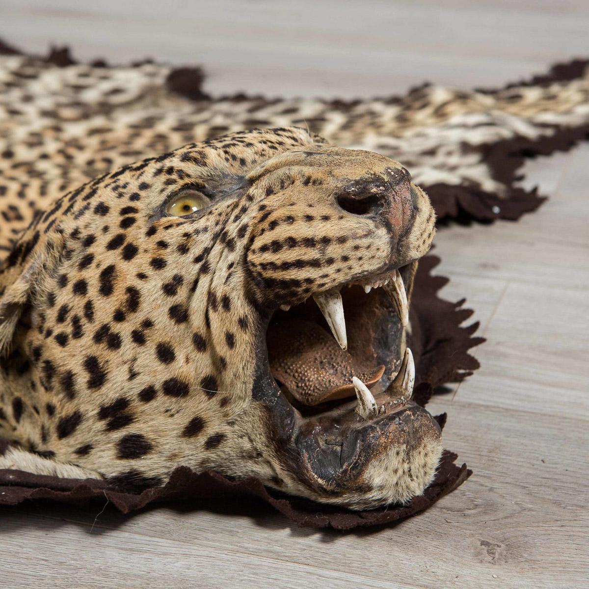 Description:

A leopard skin rug by the world famous taxidermist Rowland Ward. Known for his excellent work, this leopard skin rug exemplifies the quality of his trade with a realistic study of the leopard's head, all finished to the highest