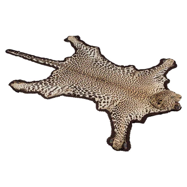 Antique 20th Century Impressive Rowland Ward Leopard Skin Rug, circa