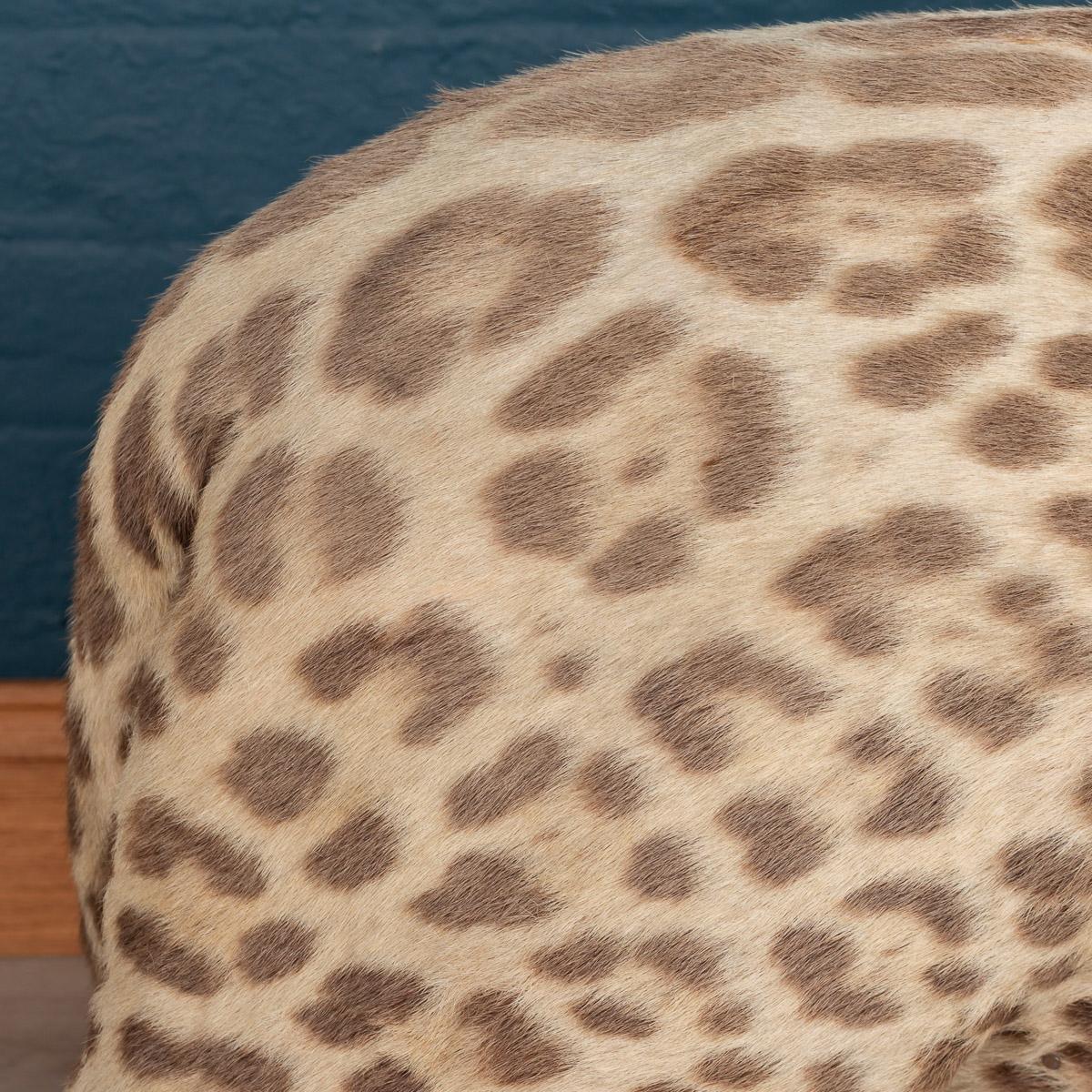 Antique 20th Century Taxidermy Study of a Jaguar, Edward Gerrard & Sons 3