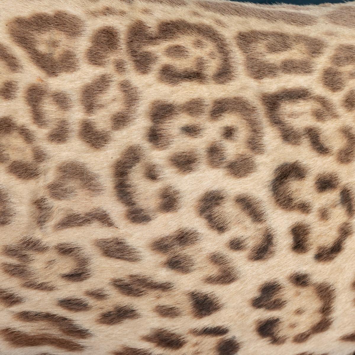 Antique 20th Century Taxidermy Study of a Jaguar, Edward Gerrard & Sons 4