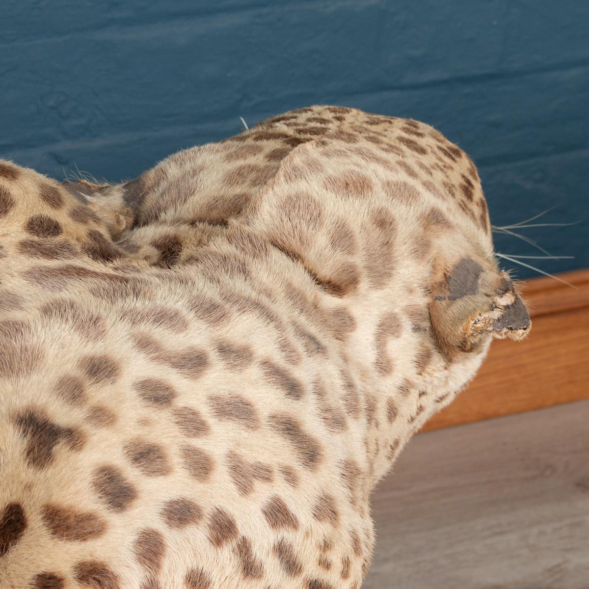 Antique 20th Century Taxidermy Study of a Jaguar, Edward Gerrard & Sons 5