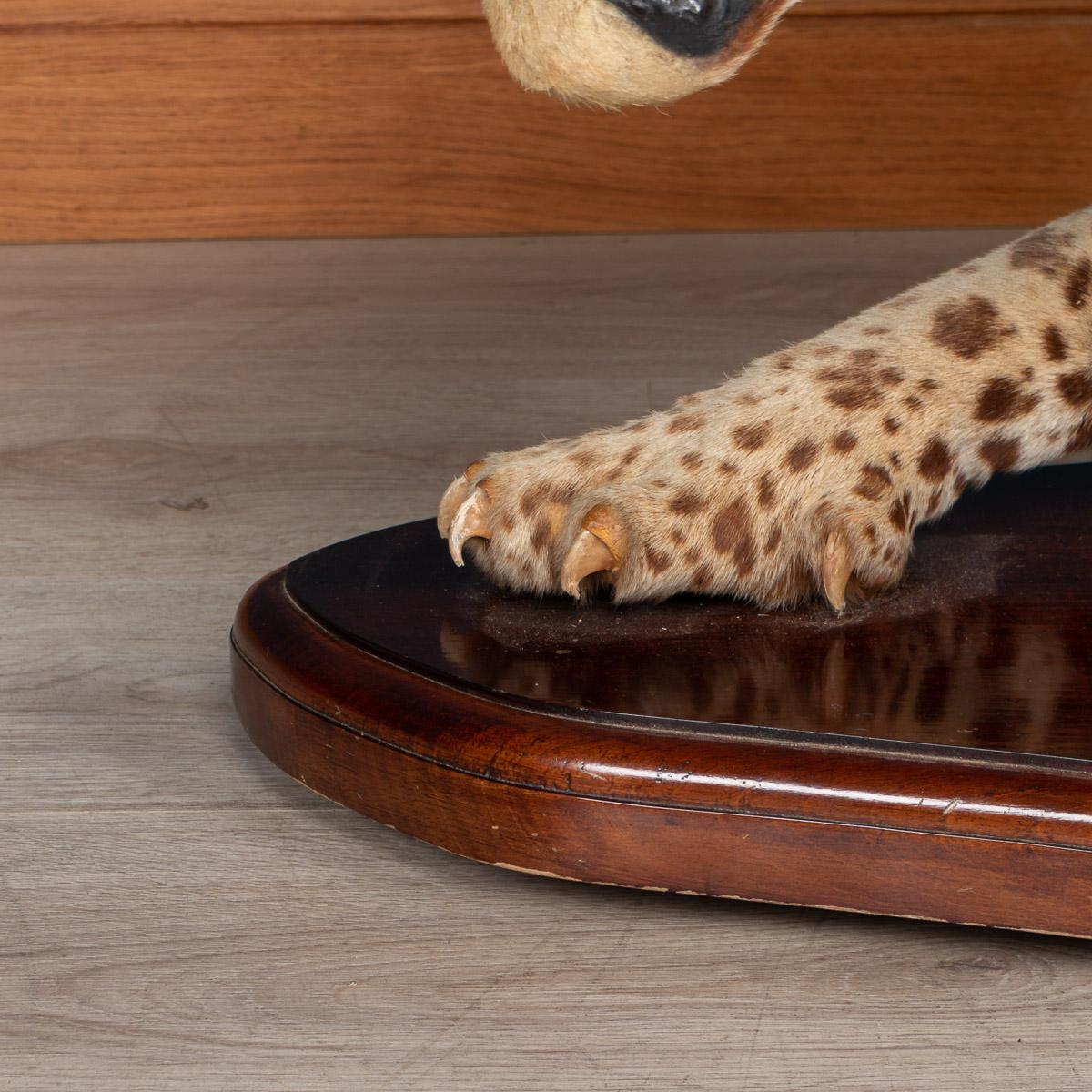 Antique 20th Century Taxidermy Study of a Jaguar, Edward Gerrard & Sons 6