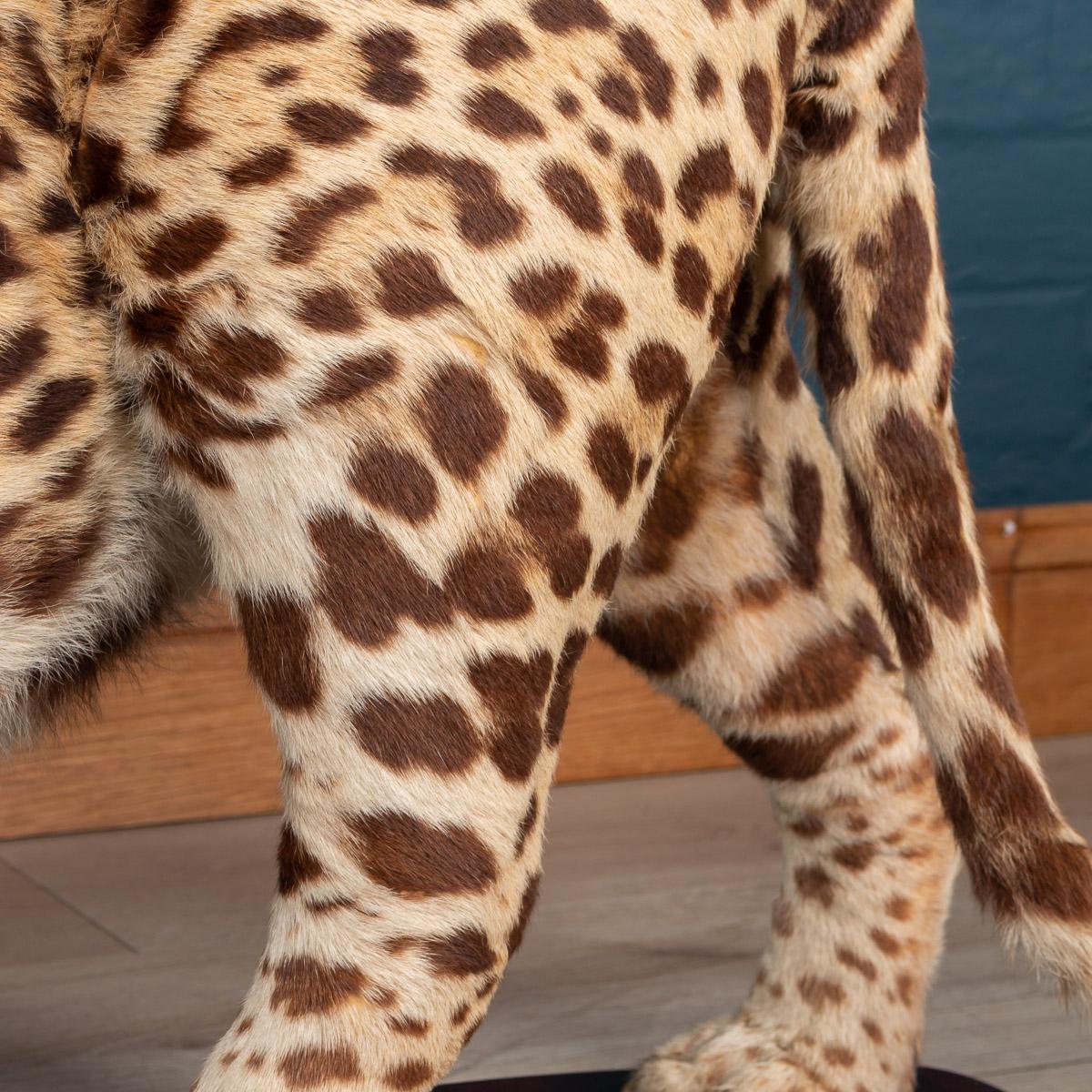 Antique 20th Century Taxidermy Study of a Jaguar, Edward Gerrard & Sons 8