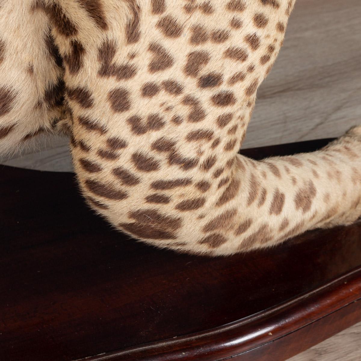Antique 20th Century Taxidermy Study of a Jaguar, Edward Gerrard & Sons 11