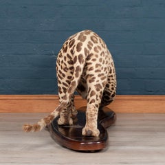 Antique 20th Century Taxidermy Study of a Jaguar, Edward Gerrard & Sons