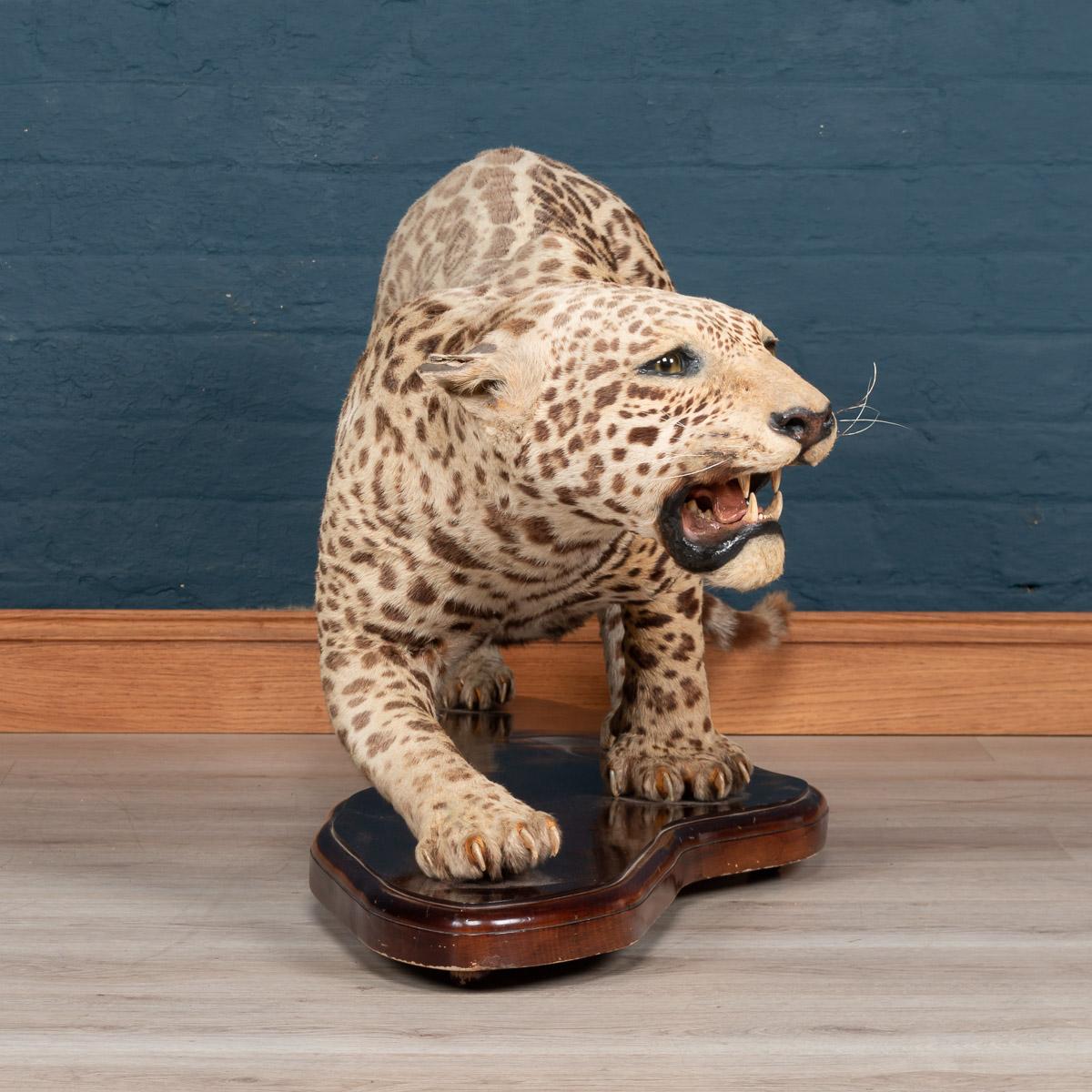 jaguar taxidermy for sale
