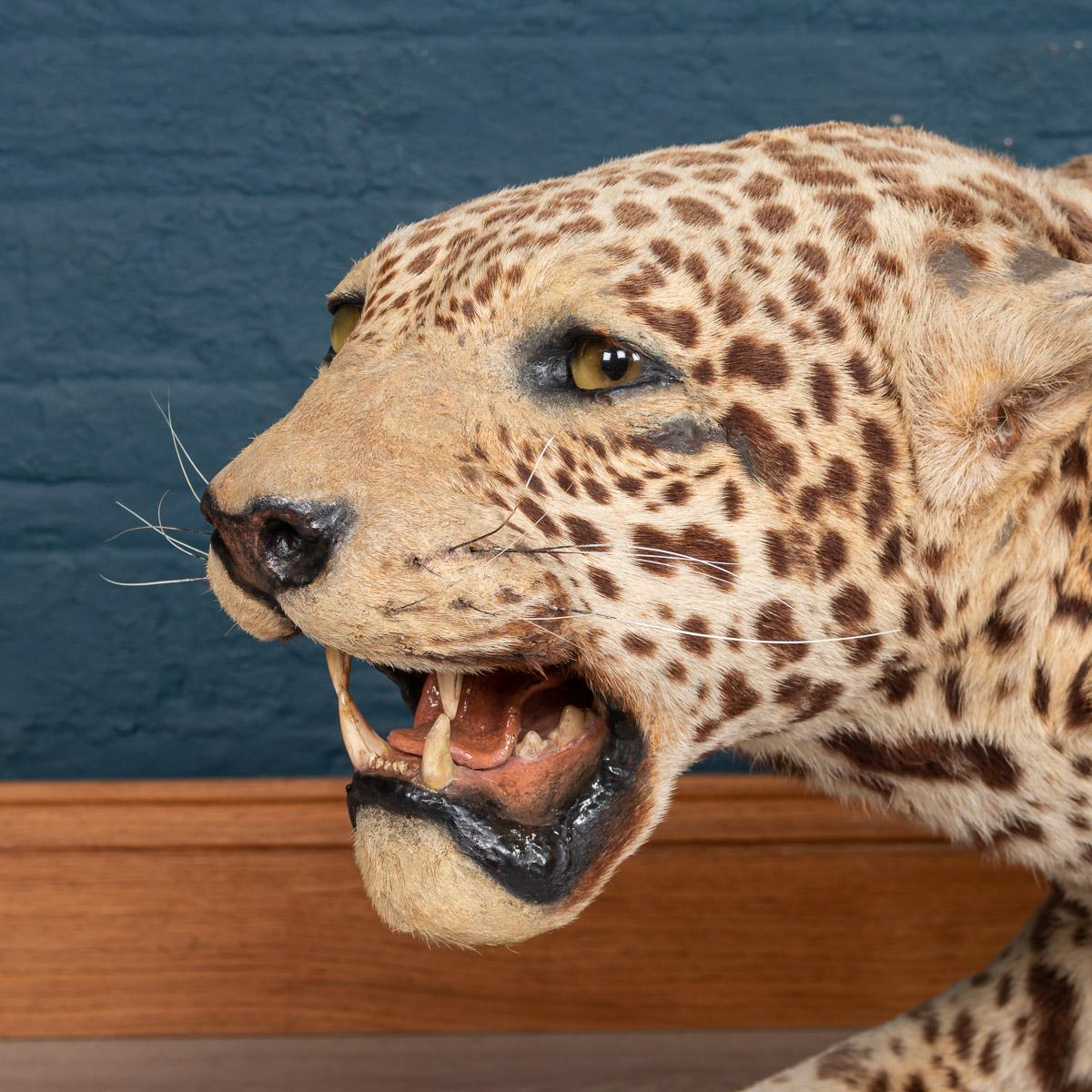 gyr jaguar