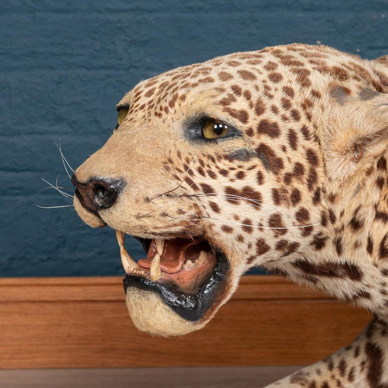 Antique 20th Century Taxidermy Study of a Jaguar, Edward Gerrard and