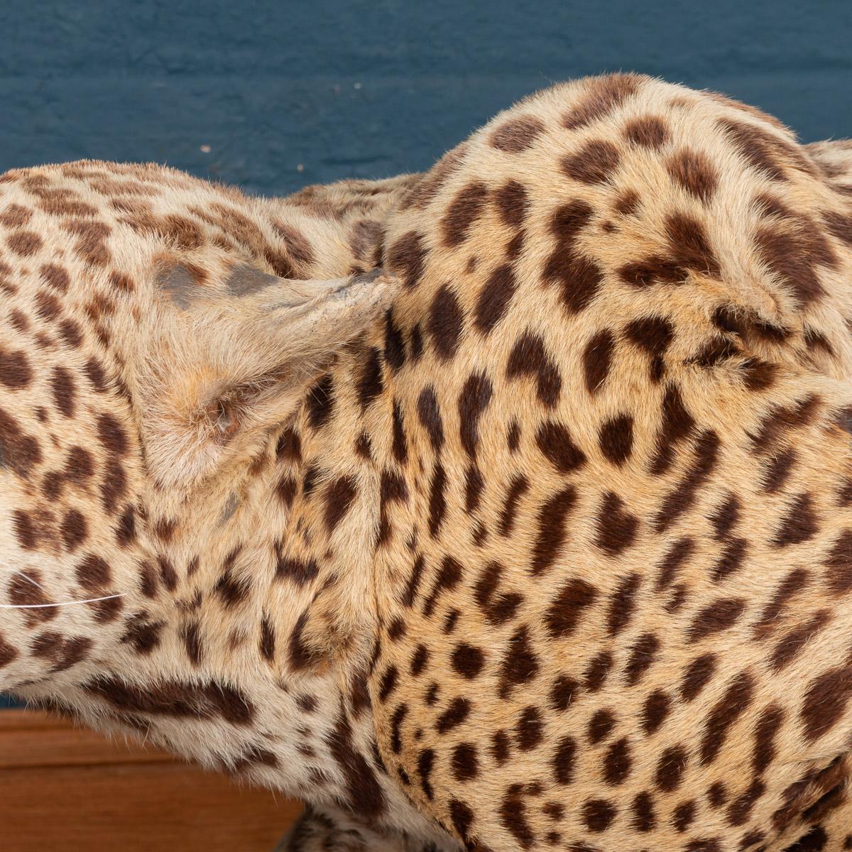 English Antique 20th Century Taxidermy Study of a Jaguar, Edward Gerrard & Sons