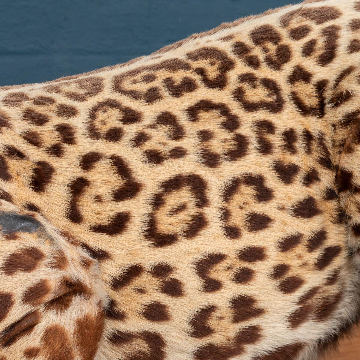 Antique 20th Century Taxidermy Study of a Jaguar, Edward Gerrard & Sons In Good Condition In Royal Tunbridge Wells, Kent