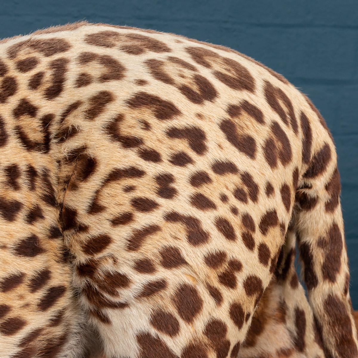 Hide Antique 20th Century Taxidermy Study of a Jaguar, Edward Gerrard & Sons