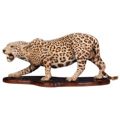 Antique 20th Century Taxidermy Study of a Jaguar, Edward Gerrard & Sons