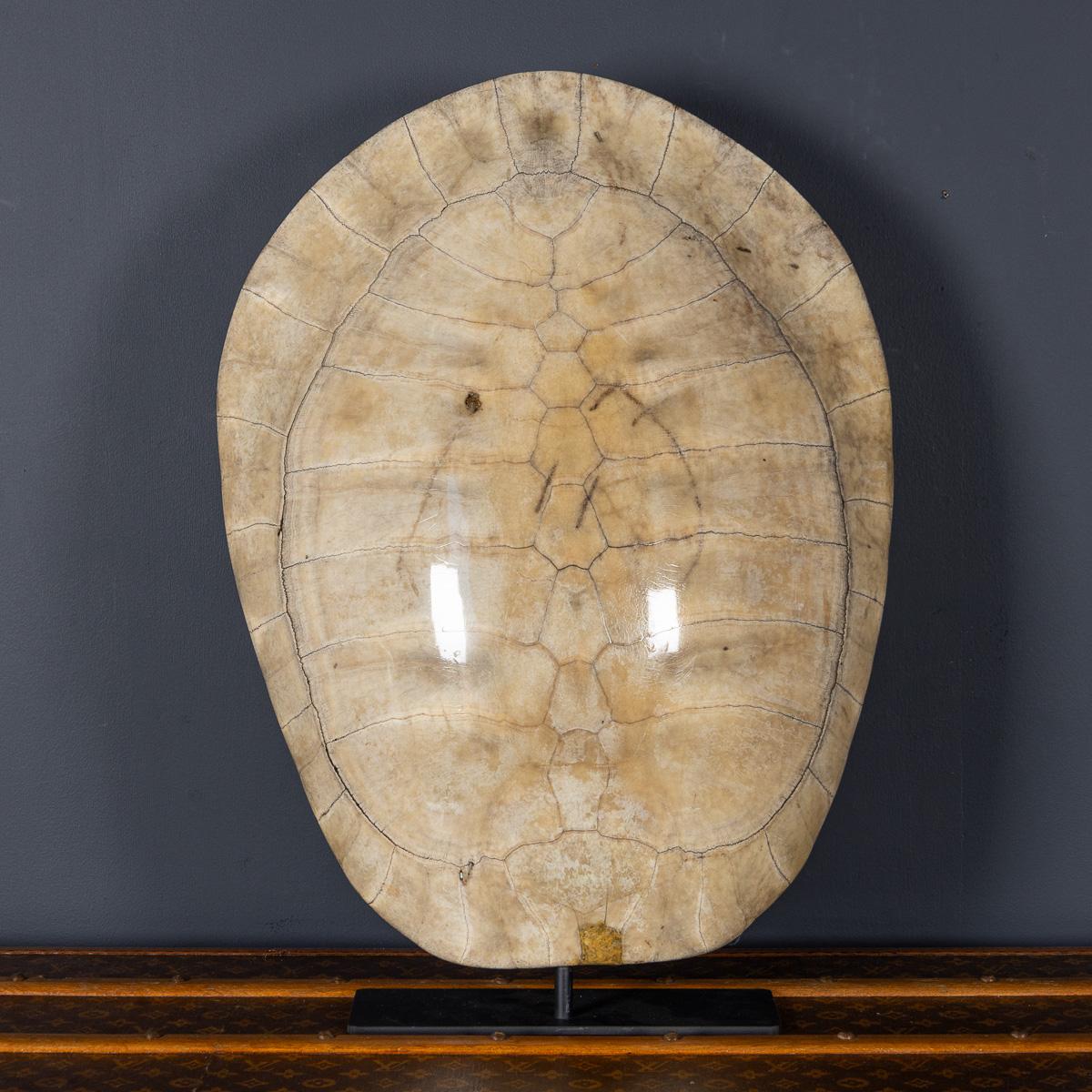 Antique 20th Century “blond” turtle shell. These turtle shells were South American river turtles and would be captured to take on board the merchant ships. The turtles were then boiled (to make turtle soup) and eaten, with one turtle capable of